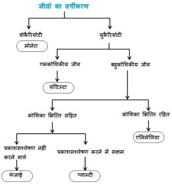 1447096233 chap 7 IX image01 - जीवों का पाँच जगत वर्गीकरण Five kingdom classification of organisms