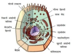 1454616323 animal cell 300x232 - कोशिका इन हिंदी