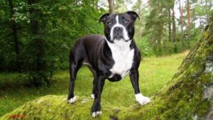 पर निबंध 300x169 - कुत्ते पर निबंध