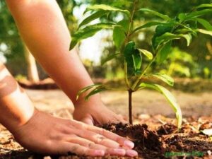 पर निबंध 300x225 - वृक्षारोपण पर निबंध