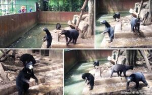 beruang kelaparan di Kebun binatang bandung 300x188 - चिड़ियाघर की सैर पर निबंध