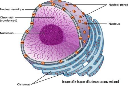 और केन्द्रक की संरचना आकार एवं कार्य - केन्द्रक और केन्द्रक की संरचना, आकार एवं कार्य