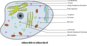 भित्ति एवं कोशिका झिल्ली 300x161 - कोशिका भित्ति एवं कोशिका झिल्ली