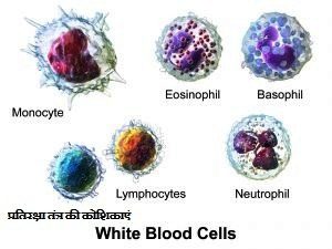 तंत्र की कोशिकाएं3 300x225 - प्रतिरक्षा तंत्र की कोशिकाएं