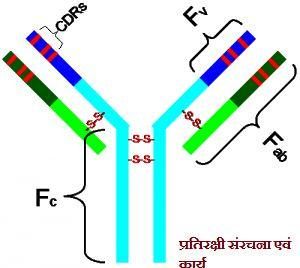 संरचना एवं कार्य1 300x268 - प्रतिरक्षी संरचना एवं कार्य1