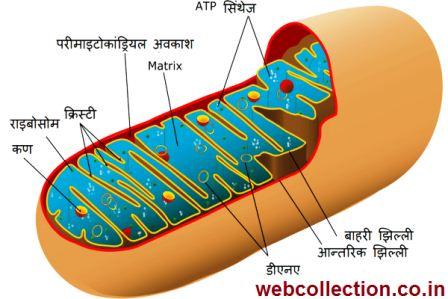 की खोज संरचना तथा कार्य 1 - माइटोकॉन्ड्रिया की खोज, संरचना तथा कार्य