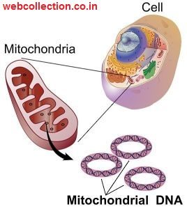 की खोज संरचना तथा कार्य 268x300 - माइटोकॉन्ड्रिया की खोज, संरचना तथा कार्य
