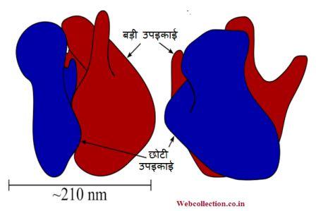 की संरचना एवं प्रकार - राइबोसोम की संरचना एवं प्रकार