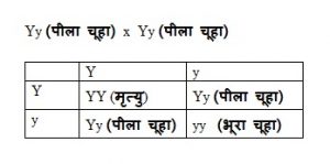 घातक जीन : प्रभावी और अप्रभावी घातक जीन