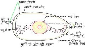 .jpg - अंडा | EGG in Hindi