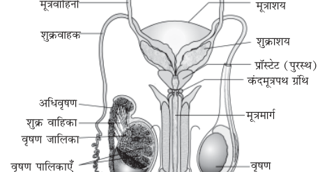 शरीर जनन तंत्र एवं भ्रूण विज्ञान - मानव शरीर- जनन तंत्र एवं भ्रूण विज्ञान