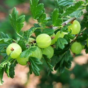 Gooseberry 300x300 - Gooseberry