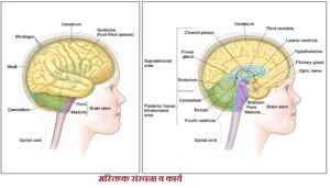 संरचना व कार्य 300x171 - मस्तिष्क संरचना व कार्य