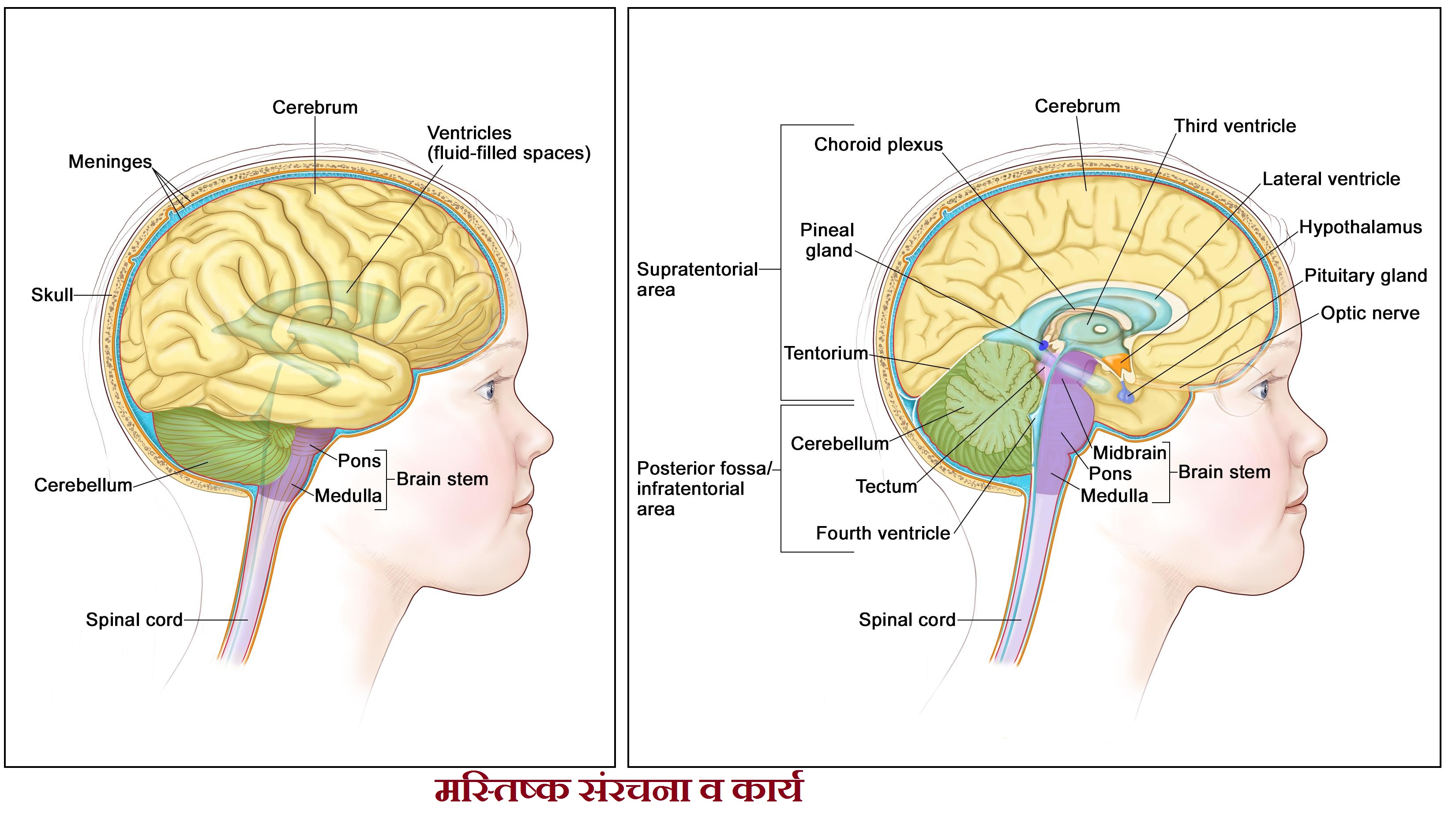 संरचना व कार्य - मस्तिष्क संरचना व कार्य