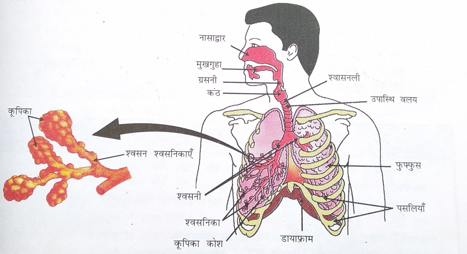 पाचन और श्वसन