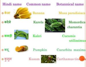 पादपों के वानस्पतिक नाम 300x234 - विभिन्न पादपों के वानस्पतिक नाम