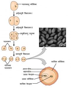 परागण परागण