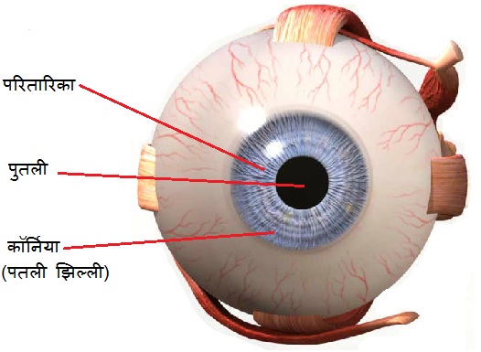 मानव नेत्र और उसके भाग