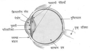 human eye 300x170 - human eye