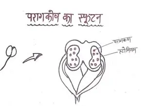 परागकोष का स्फुटन
