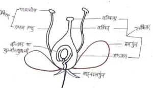 पुष्प की संरचना (Structure of Flower)