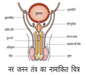 मानव जनन
