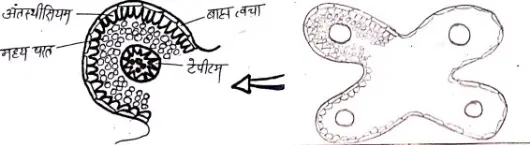 लघुबीजाणुधानी संरचना