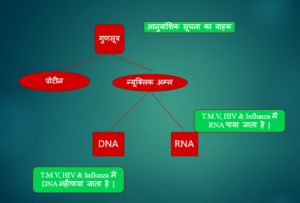 वंशागति का आणविक आधार
