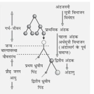 क्या है 300x300 - अंडजनन क्या है