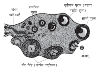 अंडाशय के अनुप्रस्थ काट (ट्रांसवर्स सेक्शन) का एक नामांकित आरेख बनाएँ