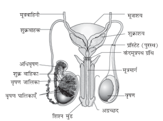 पुरूष जनन-तंत्र का एक नामांकित आरेख बनाएँ
