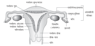 स्त्री जनन-तंत्र का एक नामांकित आरेख बनाएँ