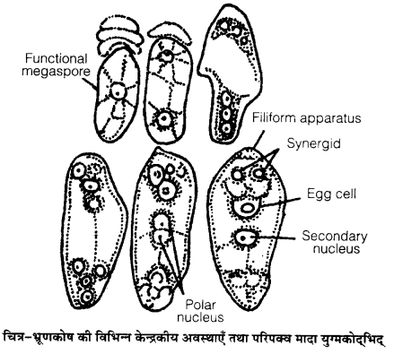 Sexual reproduction in flowering plants MCQ IN HINDI - Marquez Explains Lack of Confidence During Qatar GP Race