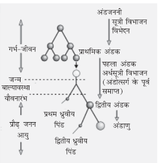 अंडजनन क्या है
