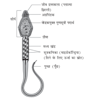 शुक्राणु का नामांकित आरेख बनाएँ